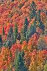 USA, Idaho. Bloomington Canyon Road hillsides in fall color on maple Art Print